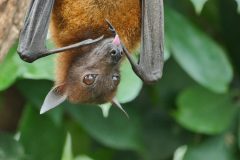 ERG PhD Student Seigi Karasaki Discovers a New Novel Fungal Species From Bats